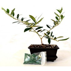 9GreenBox - Olive Tree Bonsai with Water Tray and Fertilizer   
